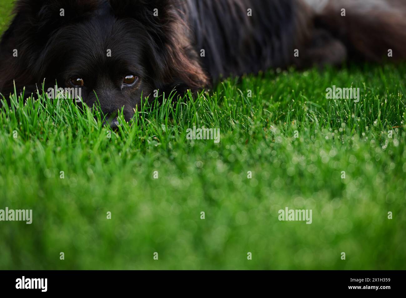 Occhi marroni di un cane nero steso su erba verde fresca Foto Stock