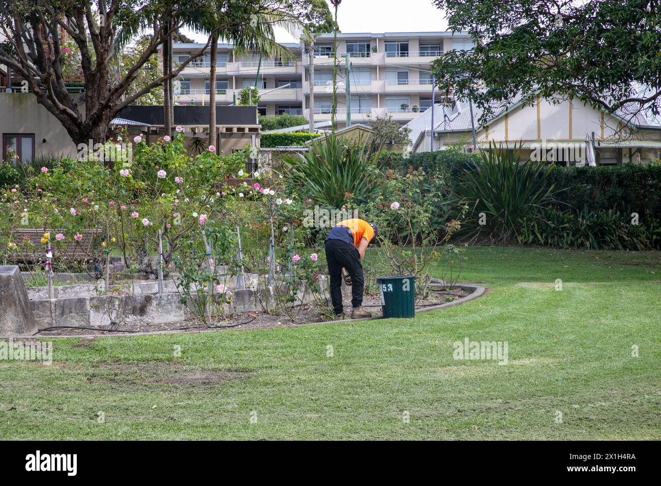Sydney, Australia, giardiniere di paesaggi tende a rose e fiori nel Thornton Park, un parco pubblico a Balmain, Sydney, Australia Foto Stock