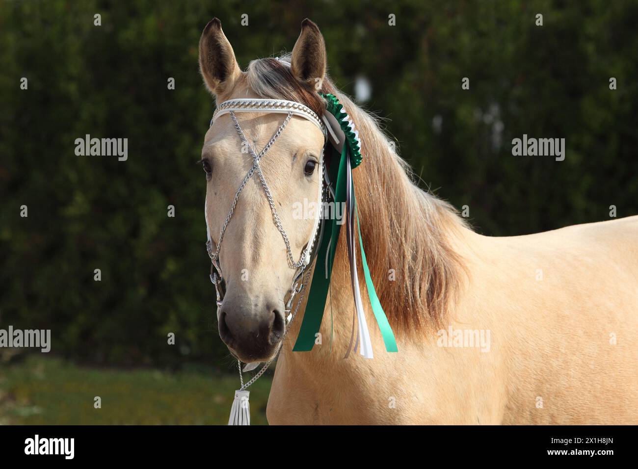 Ritratto di un bellissimo cavallo vincitore del draft con rosetta Foto Stock