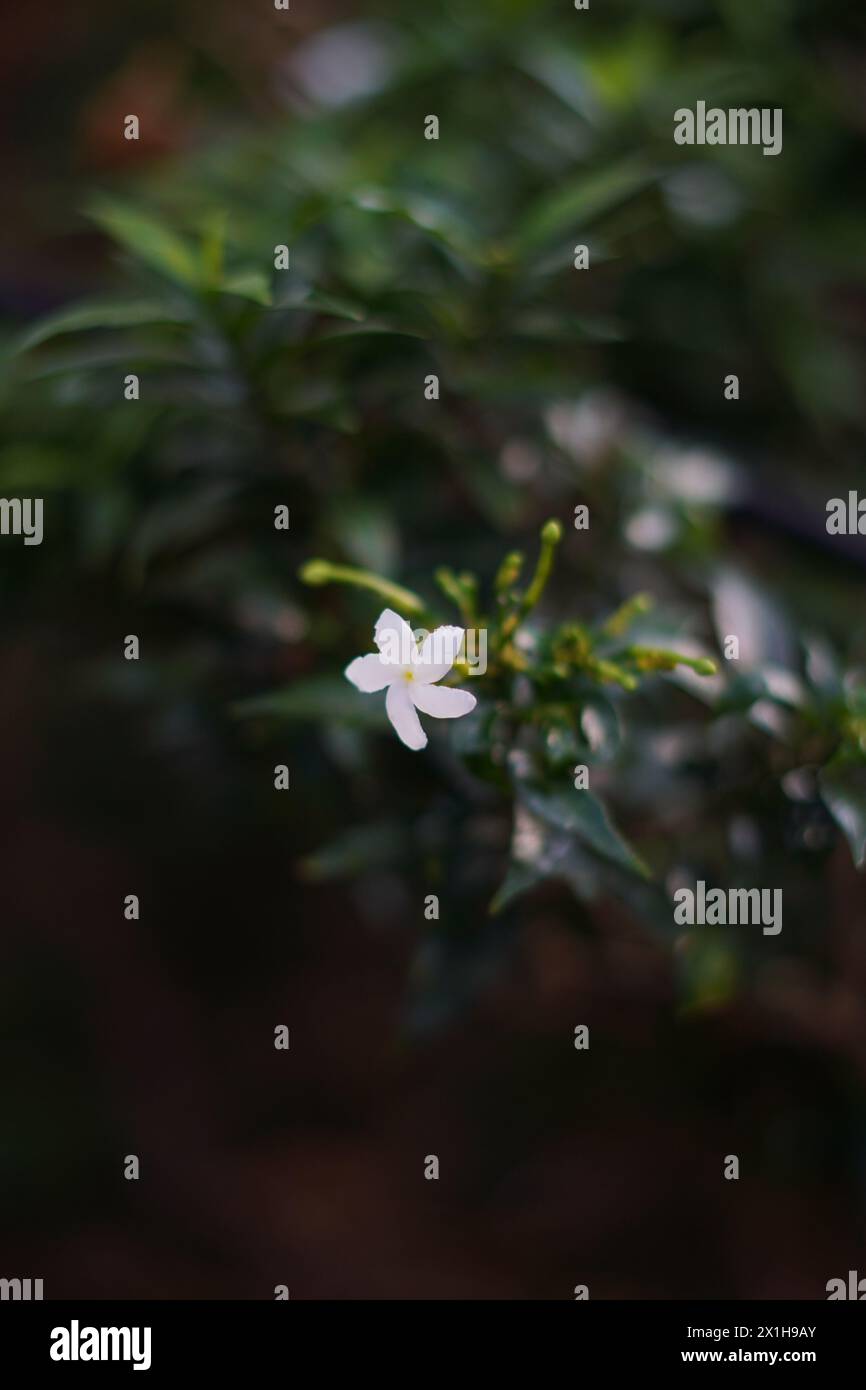 Fogliame con piccoli fiori bianchi esposti alla luce del sole su fondo marrone sfocato Foto Stock