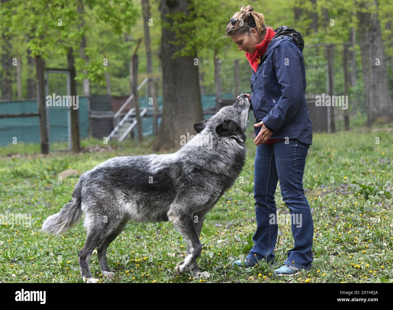 Il Wolf Science Center (WSC) di Ernstbrunn, bassa Austria, celebra il suo decimo annientamento il 25 aprile 2019. Gli scienziati ricercano le capacità sociali e mentali di lupi e cani, nonché le somiglianze sottostanti tra lupi, cani e umani. Nella foto: Friederike Range, direttore del WSC, il 23 aprile. - 20190423 PD11323 - Rechteinfo: Diritti gestiti (RM) Foto Stock