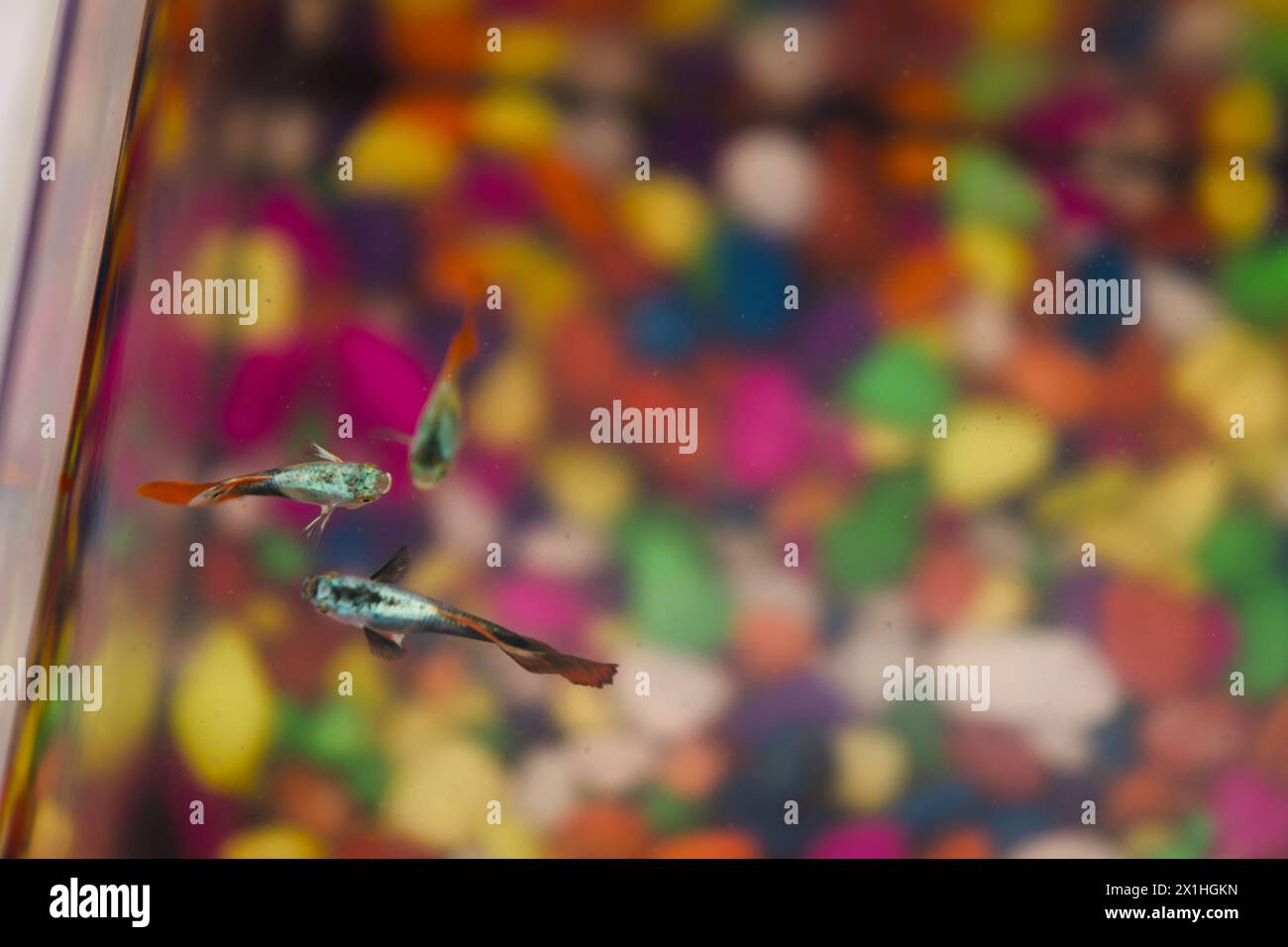 Un primo piano di un bellissimo pesce betta che nuota in una vasca acquario dai colori vivaci. Foto Stock