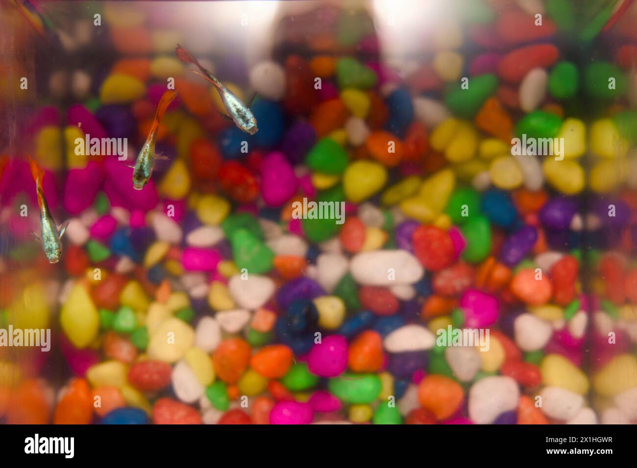 Un primo piano di un bellissimo pesce betta con pinne che scorrono, nuotando in una vasca acquario illuminata. Foto Stock