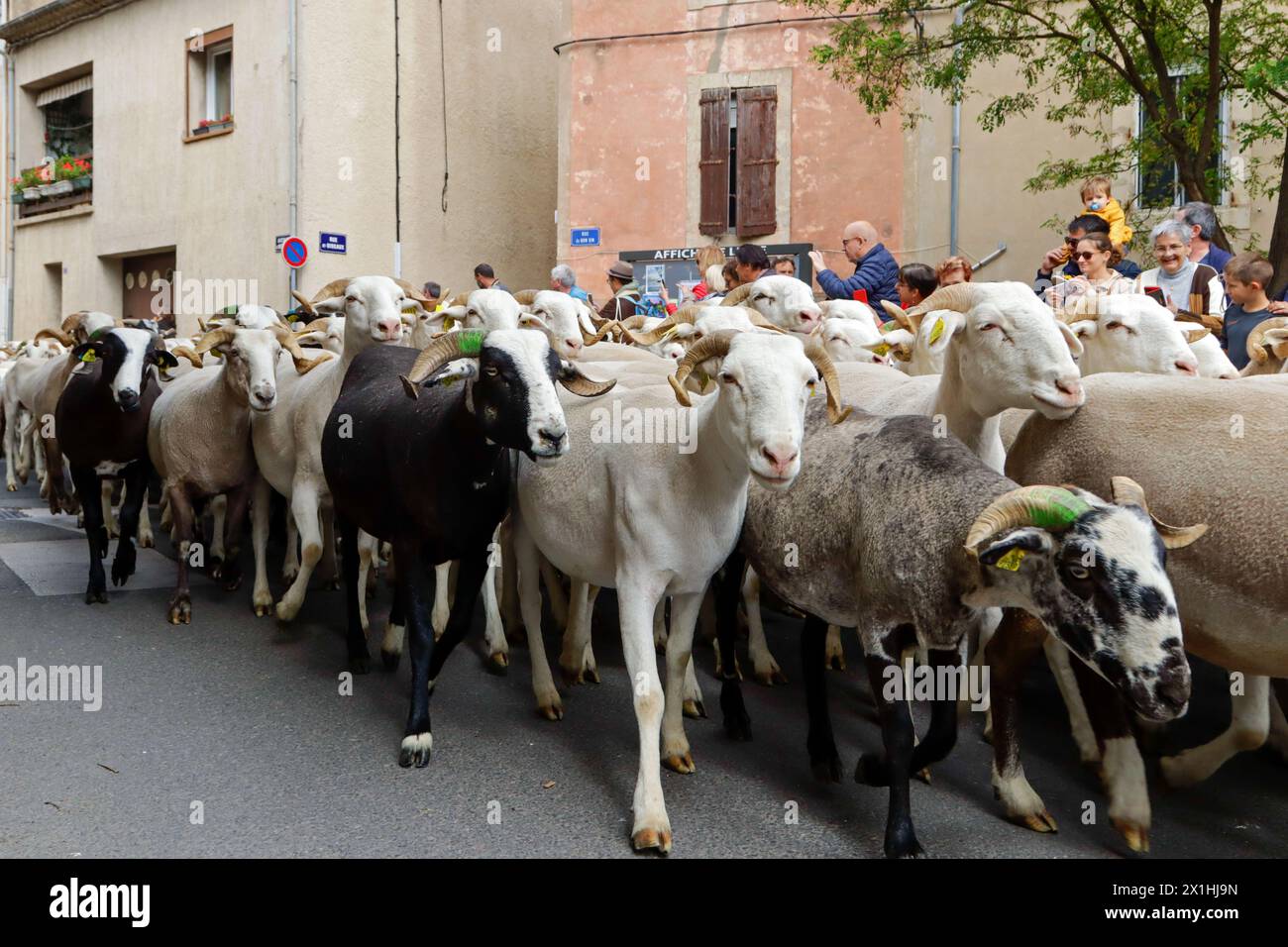 Festival della transumanza nella bassa pianura di Aude. Sfilata di mandrie nel villaggio di Colombiers. Occitanie, Francia Foto Stock