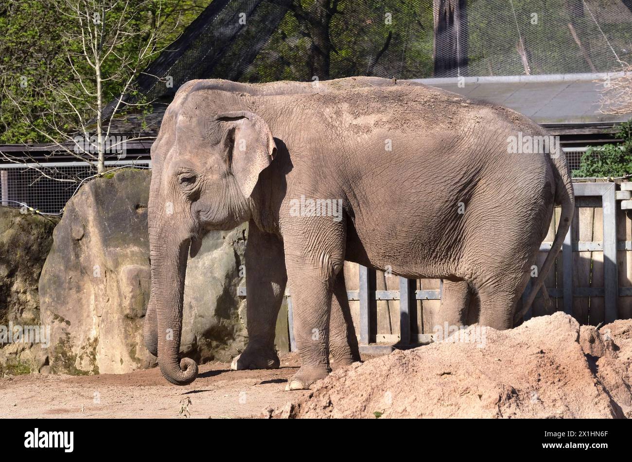 Elefanten im Zoo Krefeld ad Aktion. Elefanten *** Elefanti in azione allo Zoo di Krefeld Elefanti Foto Stock