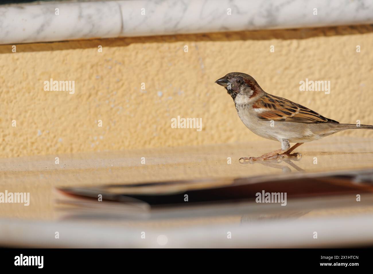 Vecchio passero della casa sul tavolo del ristorante in cerca di cibo con lesione della pelle, Spagna Foto Stock