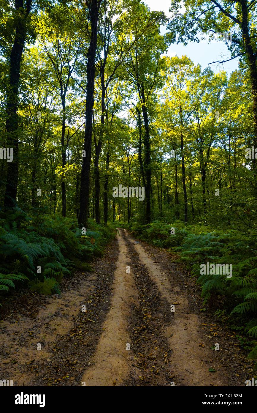 Strada sterrata o sentiero nella foresta al tramonto. Foto di sfondo di luoghi remoti o strade di campagna. Foto Stock