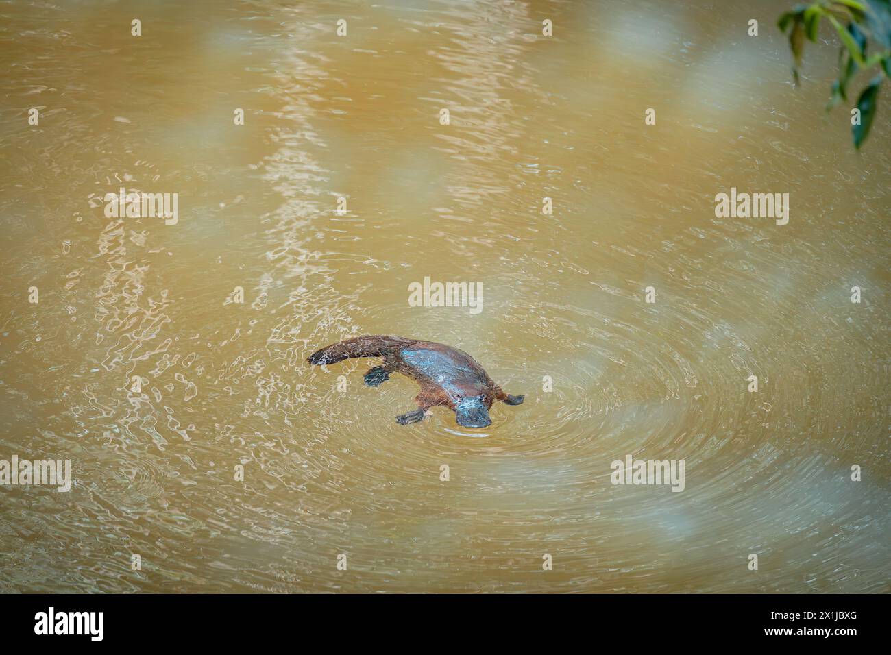 Wild Platypus nuoto nel fiume torbido di Atherton Tablelands, Queensland, Australia Foto Stock