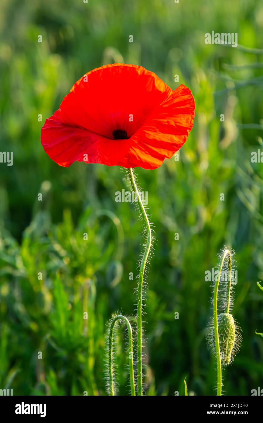 Papaver rhoeas o papavero comune, papavero rosso è una pianta erbacea fioritura annuale nella famiglia papavero, Papaveraceae, con petali rossi. Foto Stock