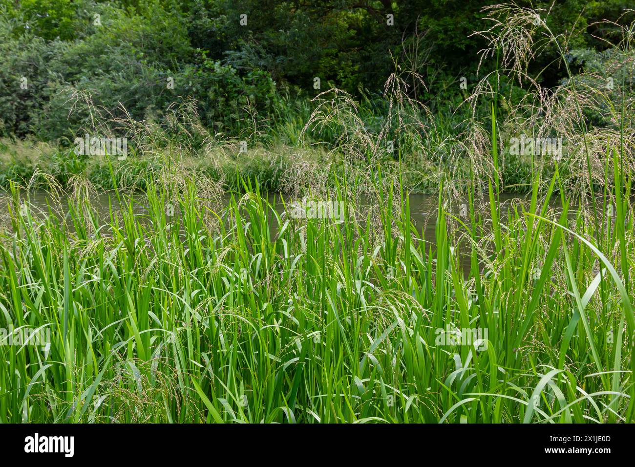 Glyceria maxima, comunemente conosciuta come manna grande erba, cannagrass canna, canna dolce-erba, e più grande dolce-erba è razomatous erbe perenni in m Foto Stock