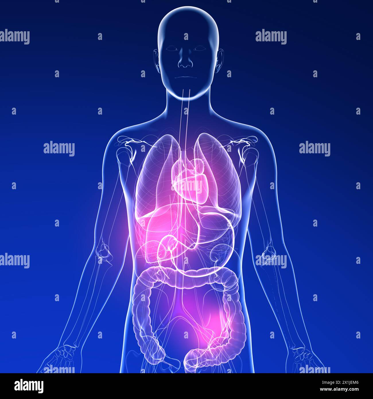 Illustrazione 3D dello stomaco in un corpo umano. E l'anatomia degli organi interni in vetro trasparente. Sfondo blu scuro con luci. Foto Stock Illustrazione 3D dello stomaco in un corpo umano. E l'anatomia degli organi interni in vetro trasparente. Sfondo blu scuro con luci. Foto Stock