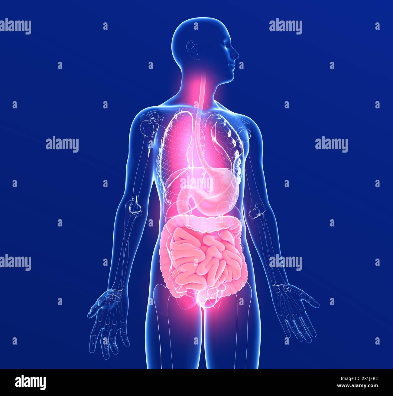 Illustrazione anatomica 3D del sistema digerente umano. E gli organi interni in vetro trasparente con luci. Sfondo blu scuro. Foto Stock Illustrazione anatomica 3D del sistema digerente umano. E gli organi interni in vetro trasparente con luci. Sfondo blu scuro. Foto Stock
