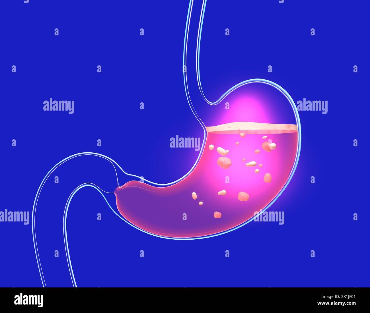 Illustrazione 3D della digestione dello stomaco con bruciore e pesantezza. Mostra l'interno con del cibo. Anatomia del vetro trasparente con luci e riflessi Foto Stock