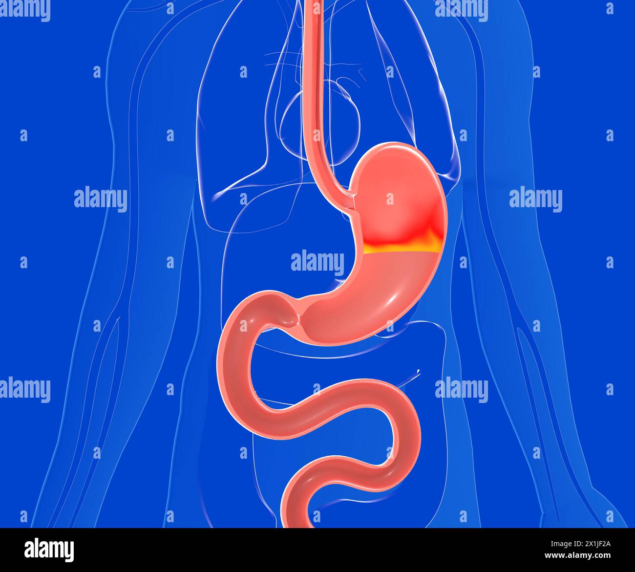 Illustrazione anatomica 3D dello stomaco con bruciore di stomaco e reflusso. Su un corpo umano in vetro trasparente visto dalla parte anteriore. Sfondo blu scuro. Foto Stock Illustrazione anatomica 3D dello stomaco con bruciore di stomaco e reflusso. Su un corpo umano in vetro trasparente visto dalla parte anteriore. Sfondo blu scuro. Foto Stock