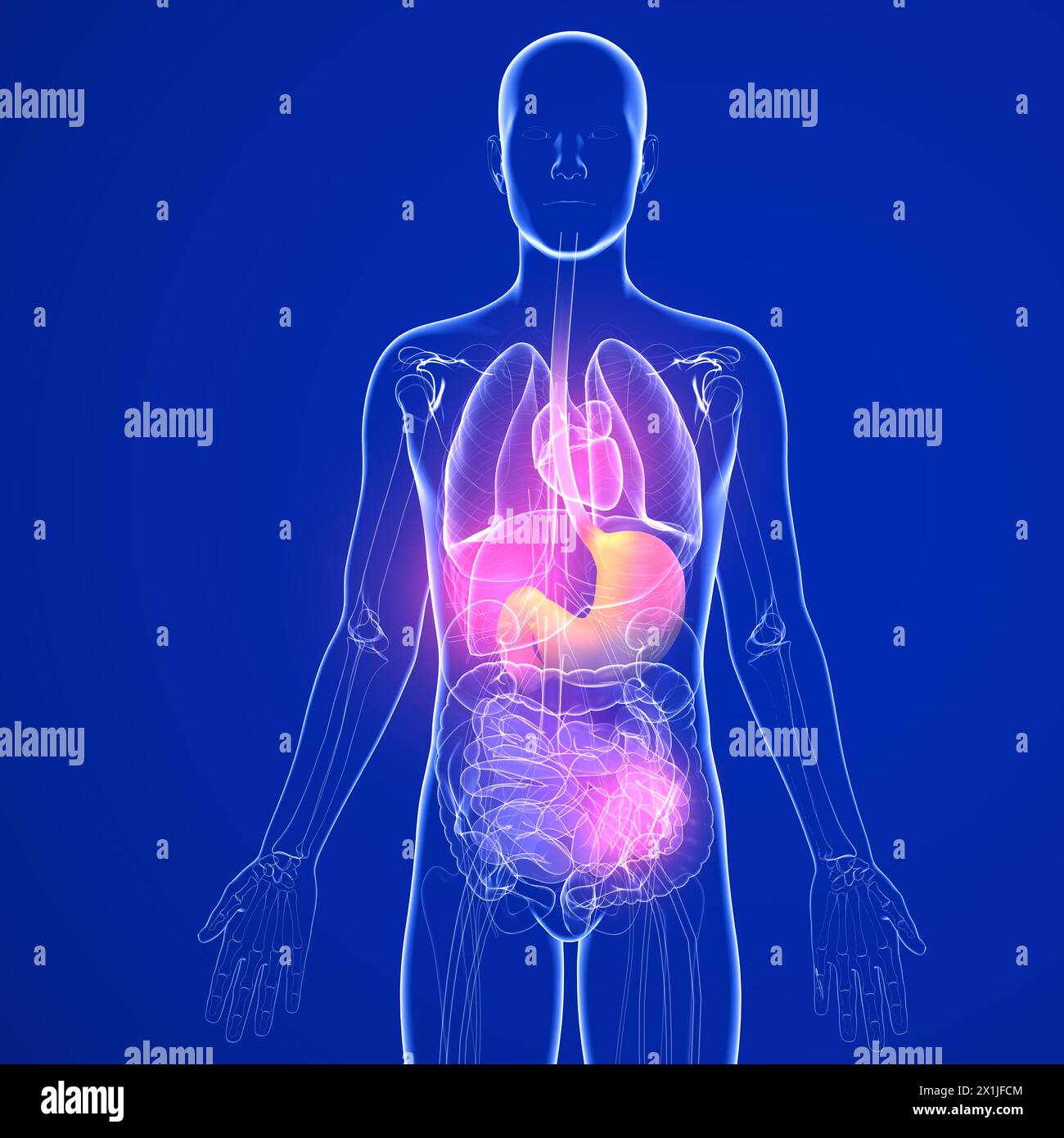 Illustrazione 3D dello stomaco con bruciore di stomaco e reflusso. In un corpo umano e organi interni in vetro trasparente. Sfondo blu scuro. Foto Stock Illustrazione 3D dello stomaco con bruciore di stomaco e reflusso. In un corpo umano e organi interni in vetro trasparente. Sfondo blu scuro. Foto Stock
