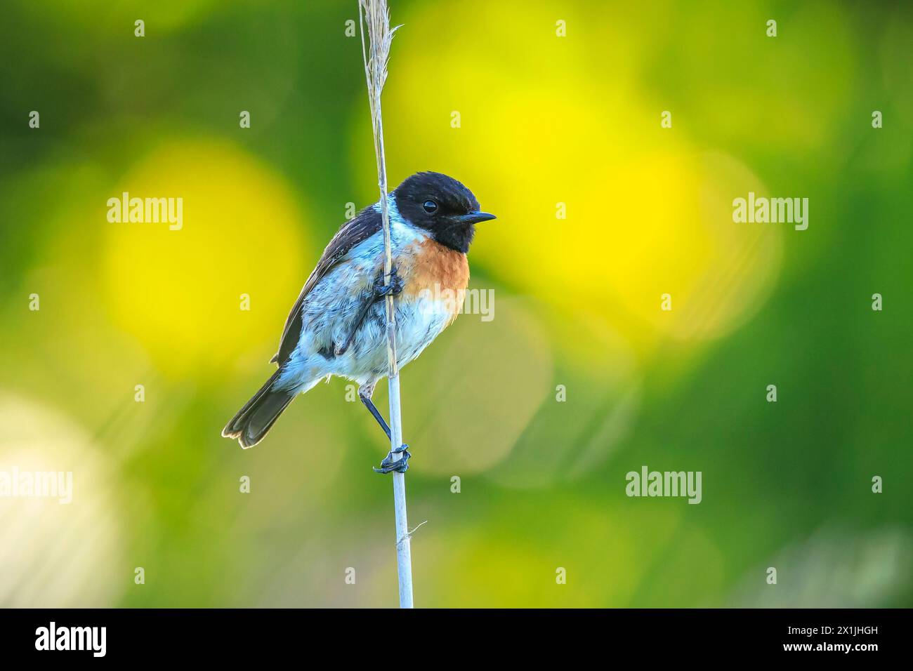 Stonechat, Saxicola rubicola, canti da vicino degli uccelli al sole del mattino Foto Stock