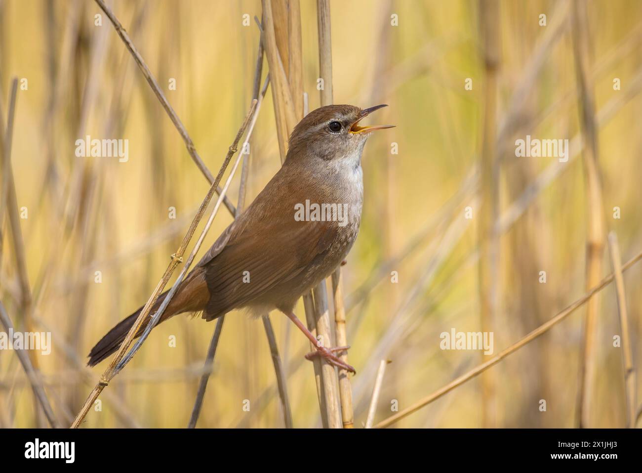 Primo piano di una Cetti il trillo, Cettia cetti, il canto degli uccelli e arroccata in una foresta verde durante la stagione primaverile. Foto Stock