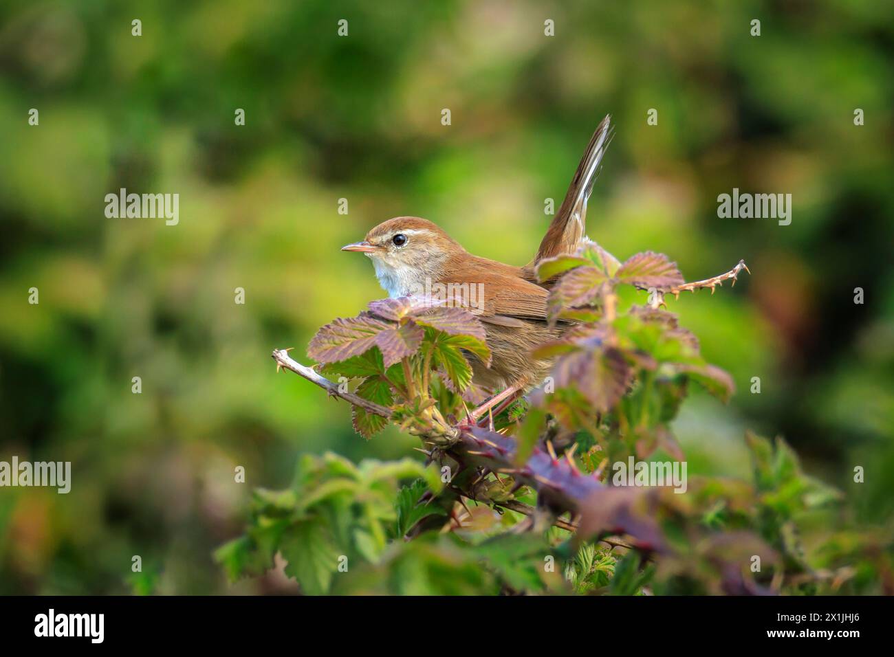 Primo piano di una Cetti il trillo, Cettia cetti, il canto degli uccelli e arroccata in una foresta verde durante la stagione primaverile. Foto Stock