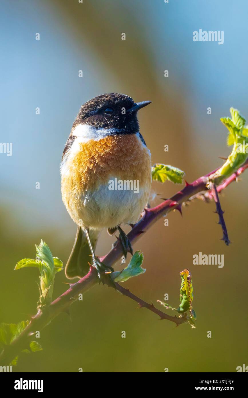 Stonechat, Saxicola rubicola, uccello maschio primo piano cantando al sole del mattino Foto Stock