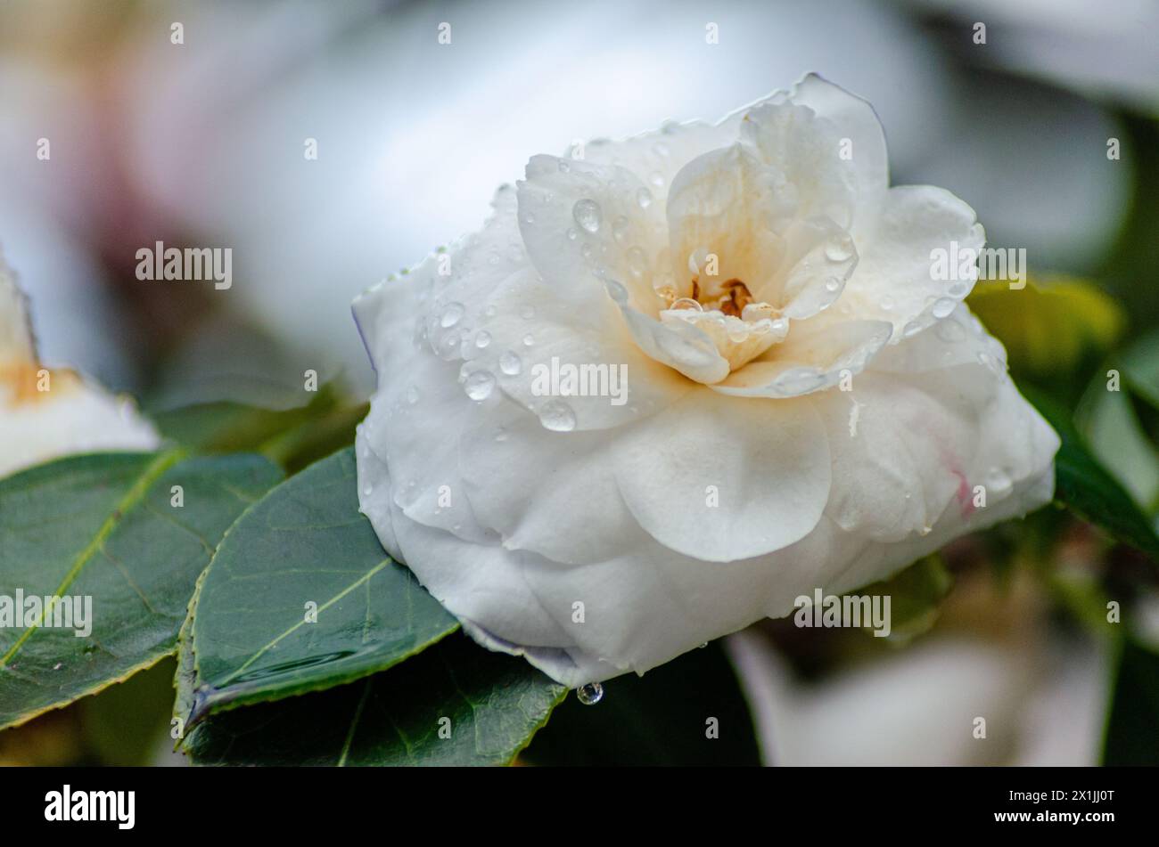 Foto ravvicinata di un fiore di camelia bianco con gocce d'acqua, Camellia oleifera Foto Stock