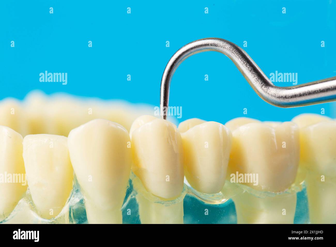 Controllo del tartaro con uno strumento dentale su un modello di mascella dentale, macro. Rimozione e pulizia di tartaro e cavità orale in odontoiatria. Copia spazio Foto Stock