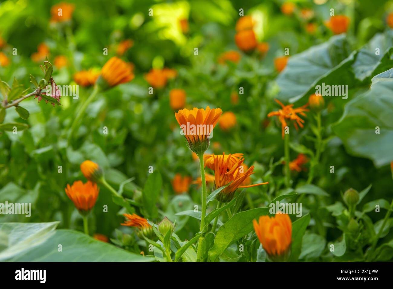 Piccoli fiori d'arancia con steli dritti che aprono i petali all'inizio della giornata in un campo pieno di verde Foto Stock