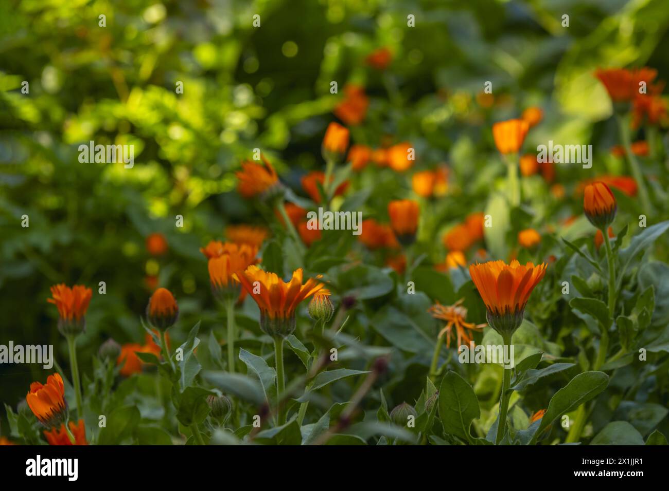 Piccoli fiori d'arancio con steli dritti che aprono i loro petali all'inizio della giornata in un campo pieno di verde tra ombre e raggi di sole Foto Stock