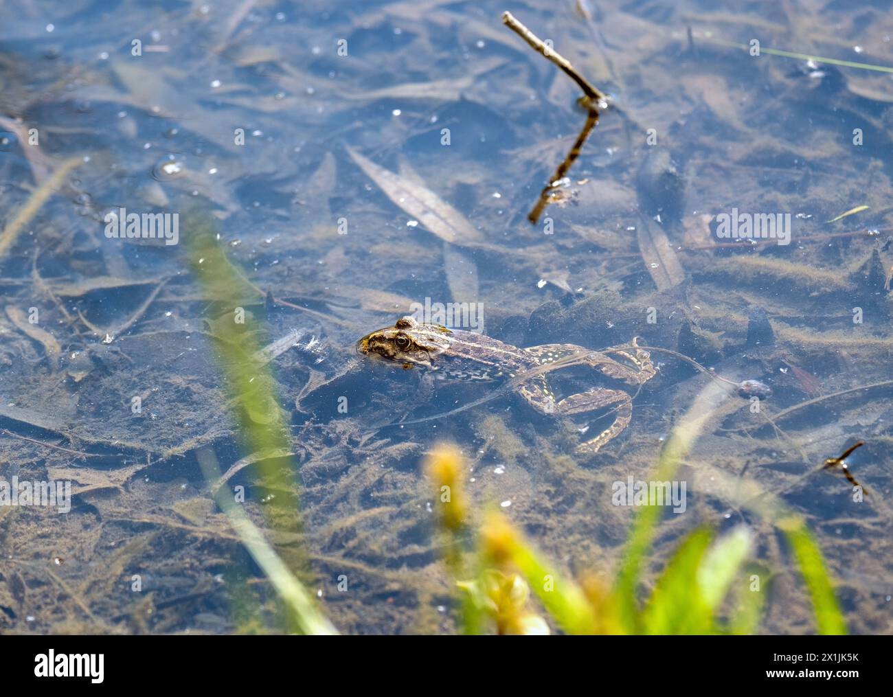 una rana giace nell'acqua della palude e mette la testa al sole Foto Stock