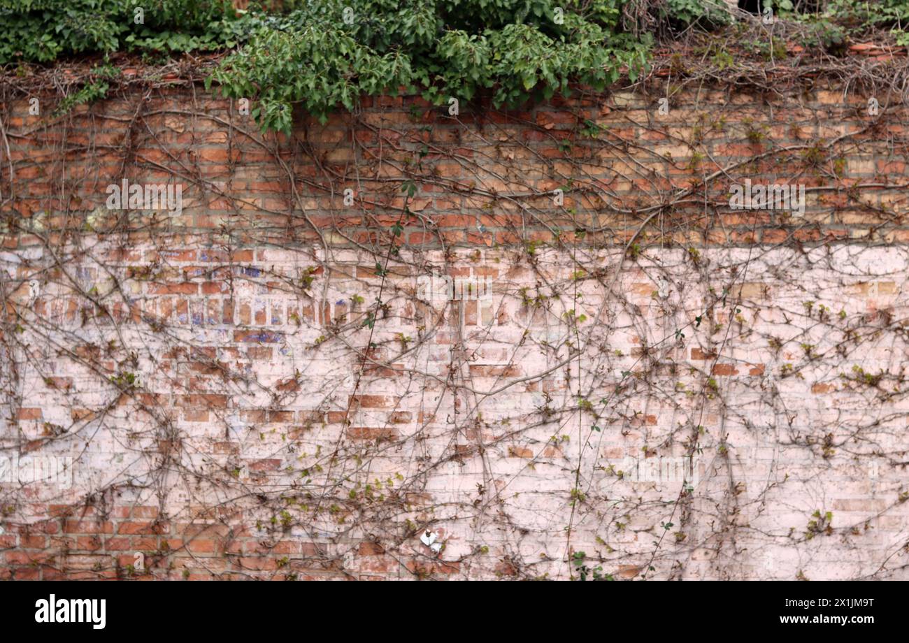 Il vecchio muro di mattoni texture dello sfondo. Foto Stock