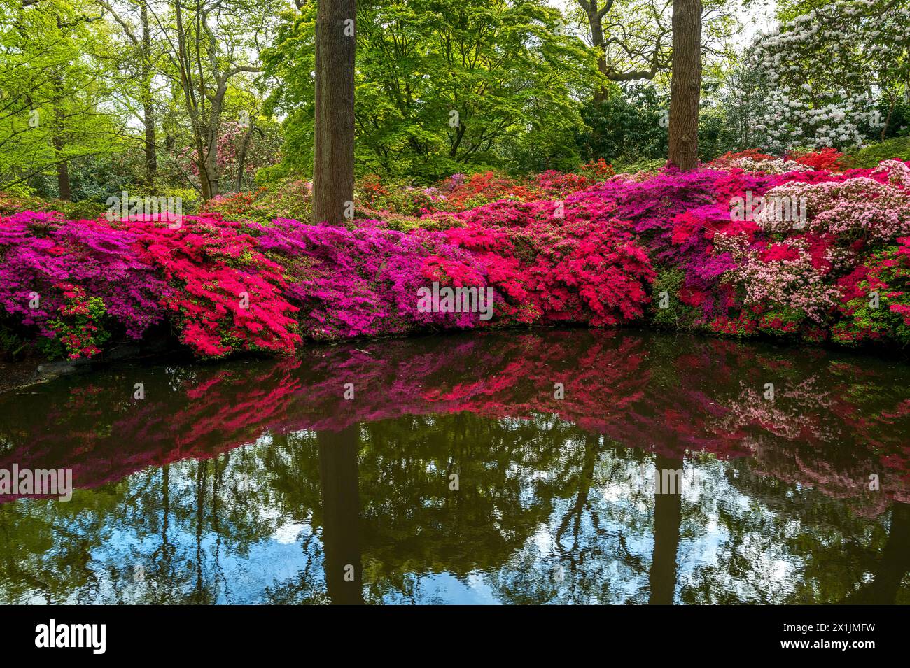 La Isabella Plantation nel Richmond Park di Londra è in piena fioritura con fiori azalea appesi allo stagno Foto Stock