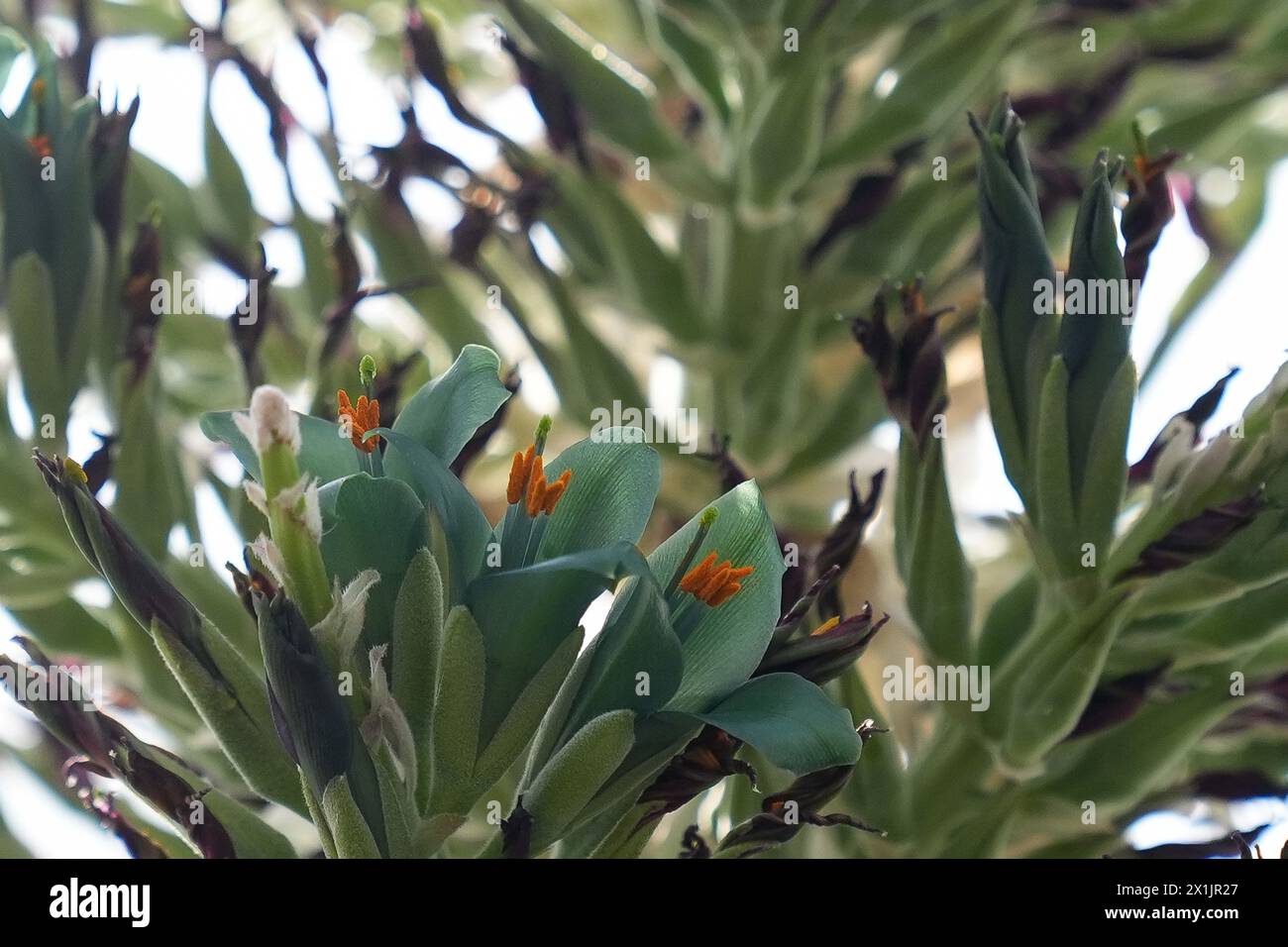 Una rara pianta della Torre dello zaffiro (Puya alpestris) fiorisce nell'arida Glasshouse presso i Giardini Botanici di Birmingham. La pianta, originaria delle Ande cilene ed è un lontano rapporto con l'ananas, impiega fino a un decennio per venire a fiorire, prima di morire dopo pochi giorni. È stata ospitata nei giardini per più di 20 anni. Alberto Trinco, l'orticoltore senior della Glasshouse, utilizza un piccolo pennello per raccogliere il polline ricco di nettare per garantirne la sopravvivenza, un compito normalmente svolto in natura dai colibrì. Data foto: Mercoledì 17 aprile 2024. Foto Stock