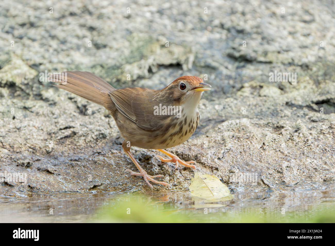 Babbler puff o puff puff puff babbler maculato, Pellorneum ruficeps, singolo adulto in piedi sul terreno vicino all'acqua, Wat Thom, Thailandia Foto Stock