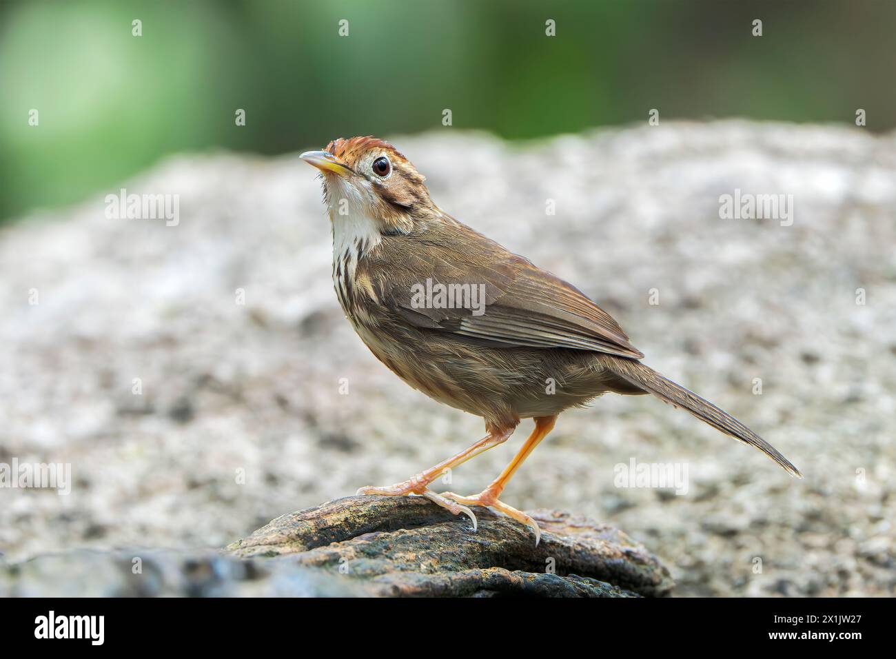 Babbler puff o puff puff puff babbler maculato, Pellorneum ruficeps, singolo adulto in piedi sul terreno vicino all'acqua, Wat Thom, Thailandia Foto Stock