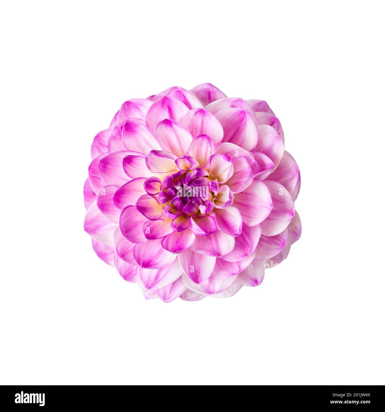 Fiore di dahlia viola isolato su sfondo bianco. Foto Stock
