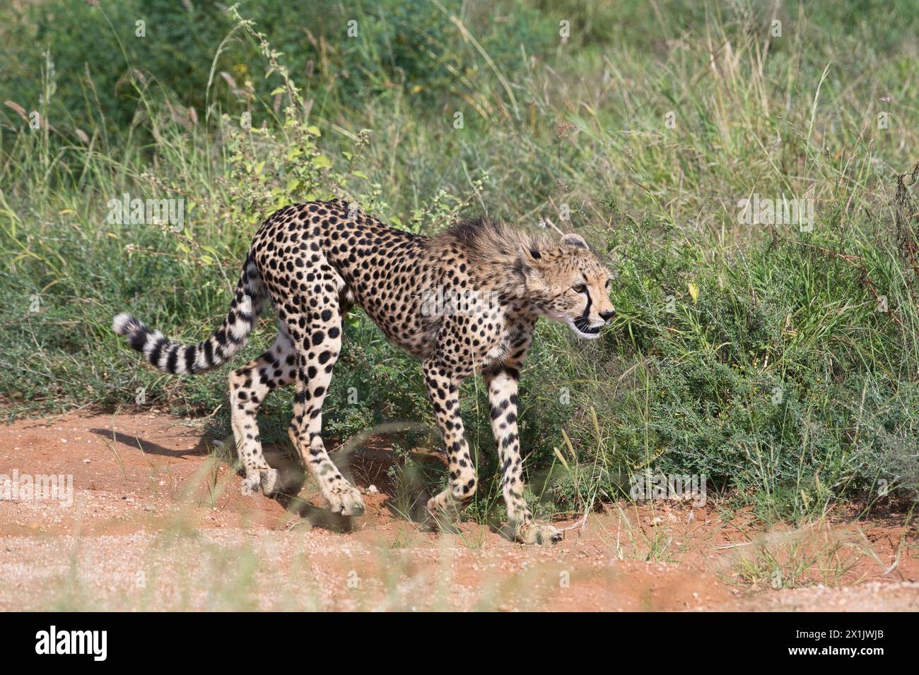 Cheetah (Acinonyx jubatus), un giovane adulto che ha ancora una criniera sul suo ritorno Foto Stock