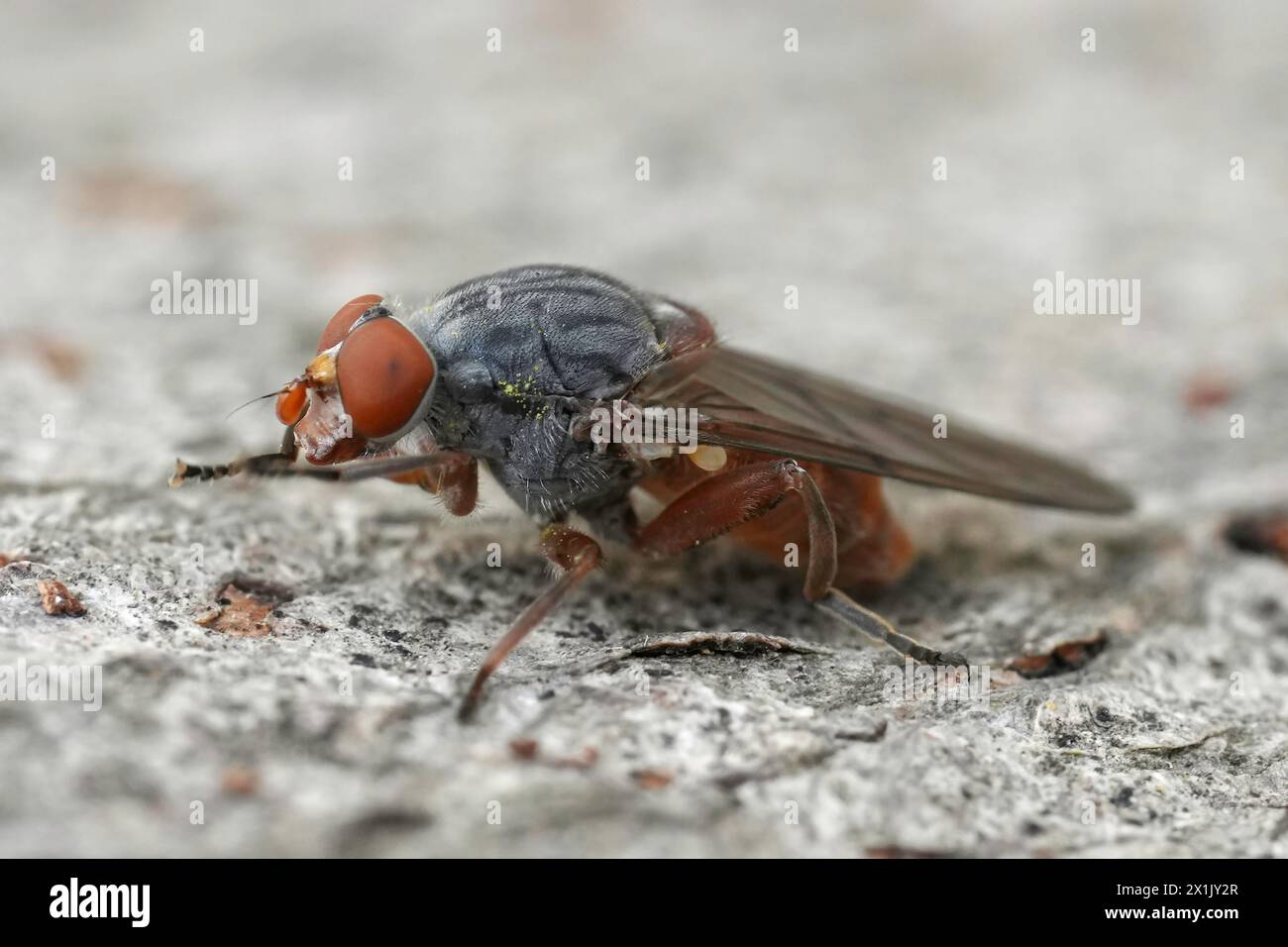 Primo piano dettagliato su una mosca scirofila europea rara, Brachyopa bicolor seduto su legno Foto Stock