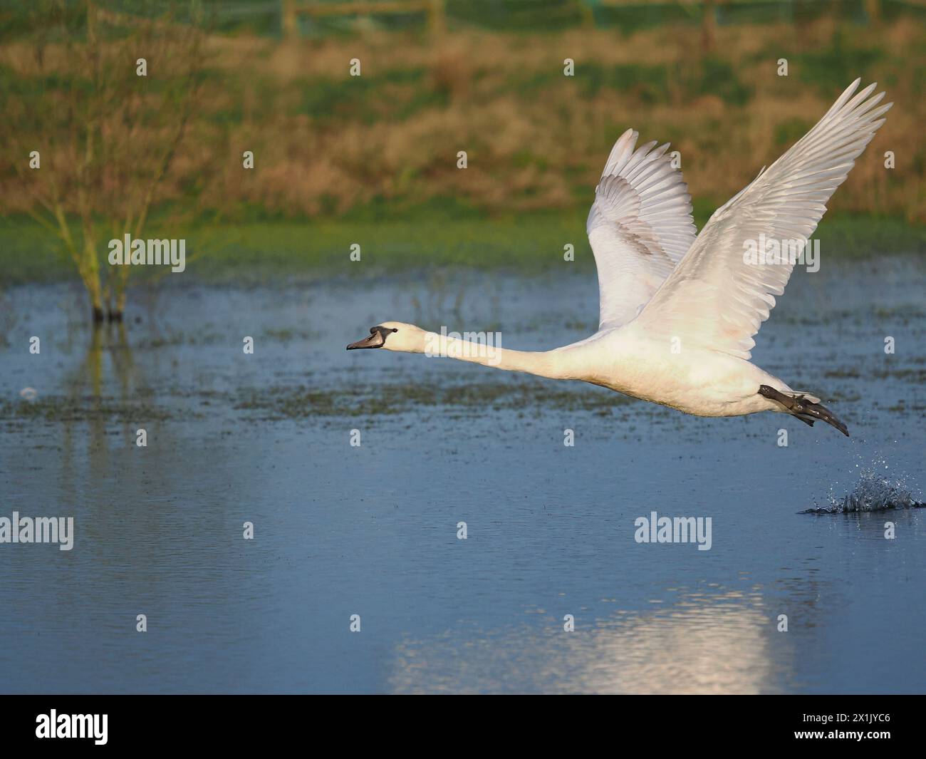 I cigni muti sono uno dei più grandi uccelli volanti del Regno Unito, i loro battiti alari producono un rumore molto distintivo durante il volo. Foto Stock