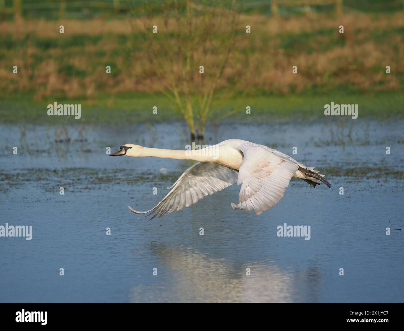 I cigni muti sono uno dei più grandi uccelli volanti del Regno Unito, i loro battiti alari producono un rumore molto distintivo durante il volo. Foto Stock