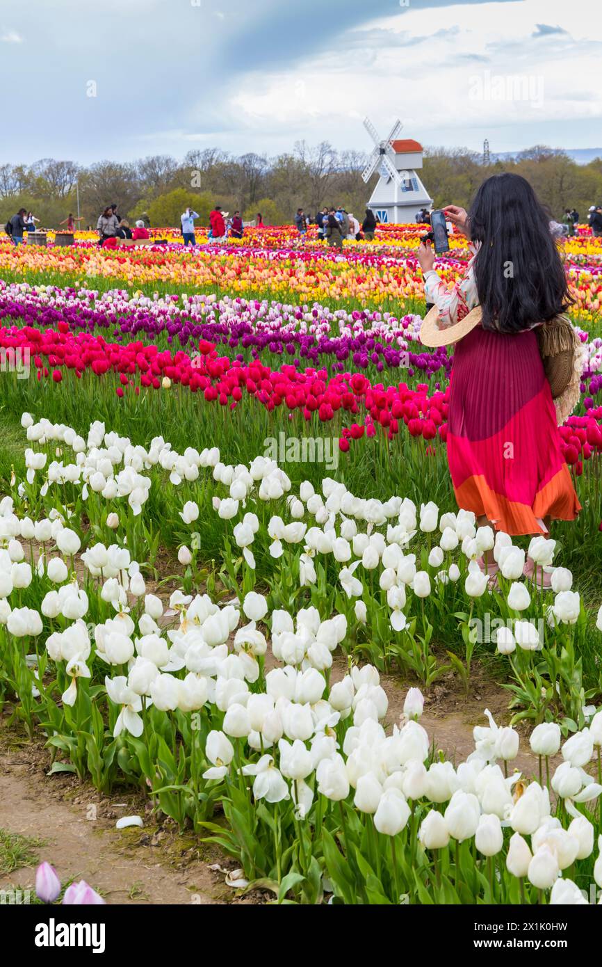Donna che scatta foto di tulipani al mulino a vento nei campi di tulipani, Tulleys Tulip Fest alla Tulleys Farm, Turners Hill, Crawley, West Sussex Regno Unito Foto Stock