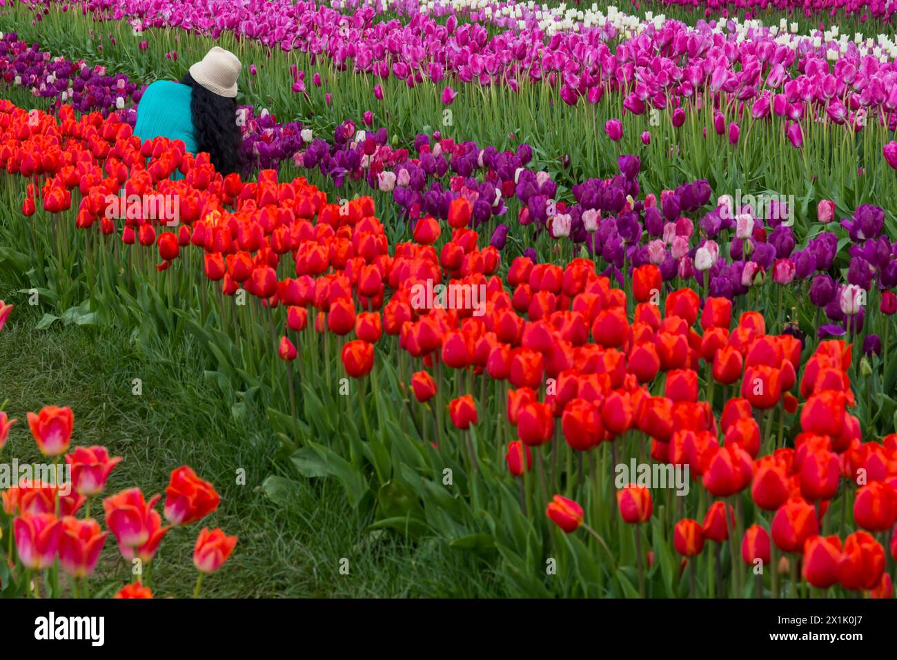 Vista posteriore di donna tra tulipani nei campi di tulipani, Tulleys Tulip Fest presso Tulleys Farm, Turners Hill, Crawley, West Sussex Regno Unito ad aprile Foto Stock