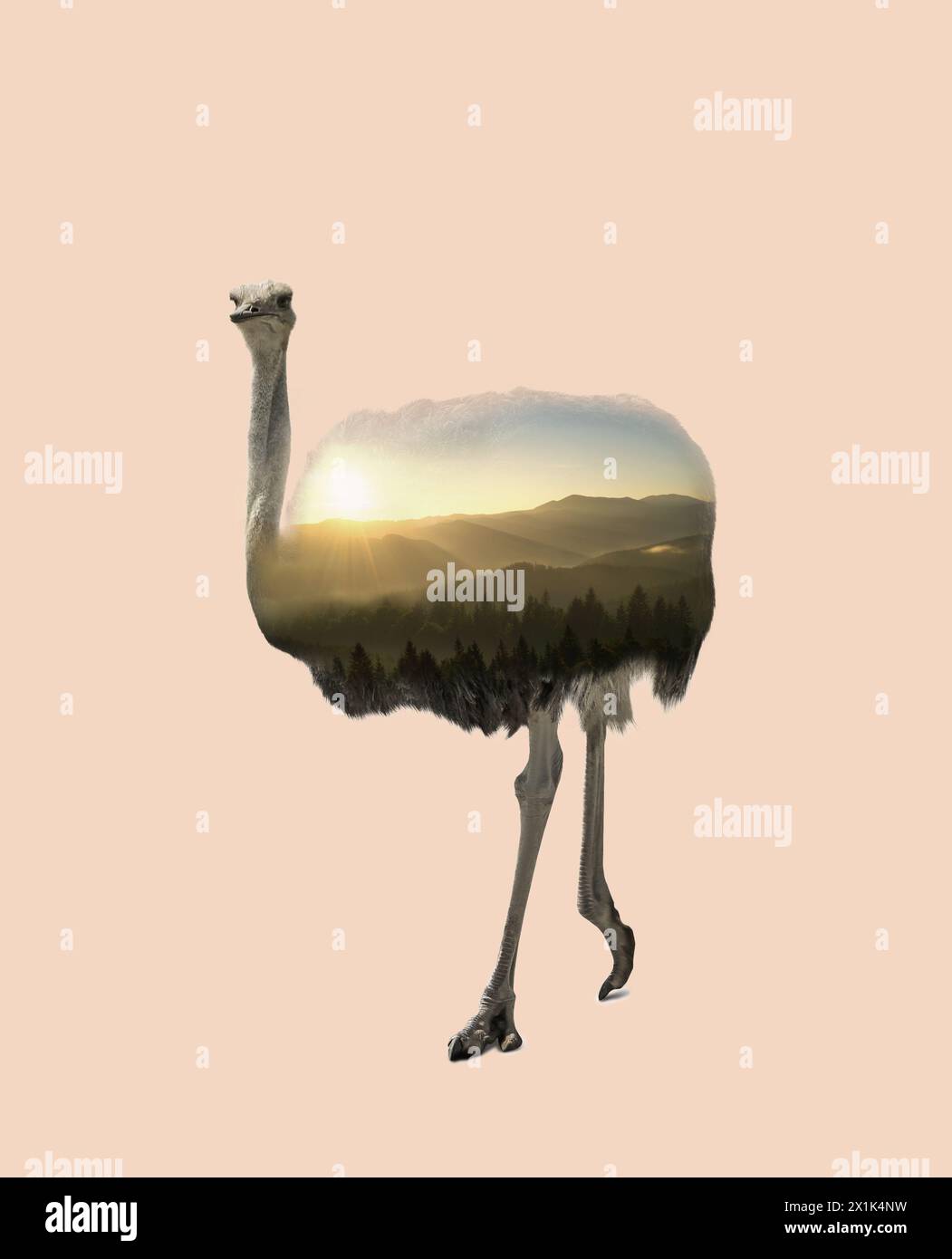 Doppia esposizione dello struzzo africano e delle montagne con foresta nebbiosa Foto Stock