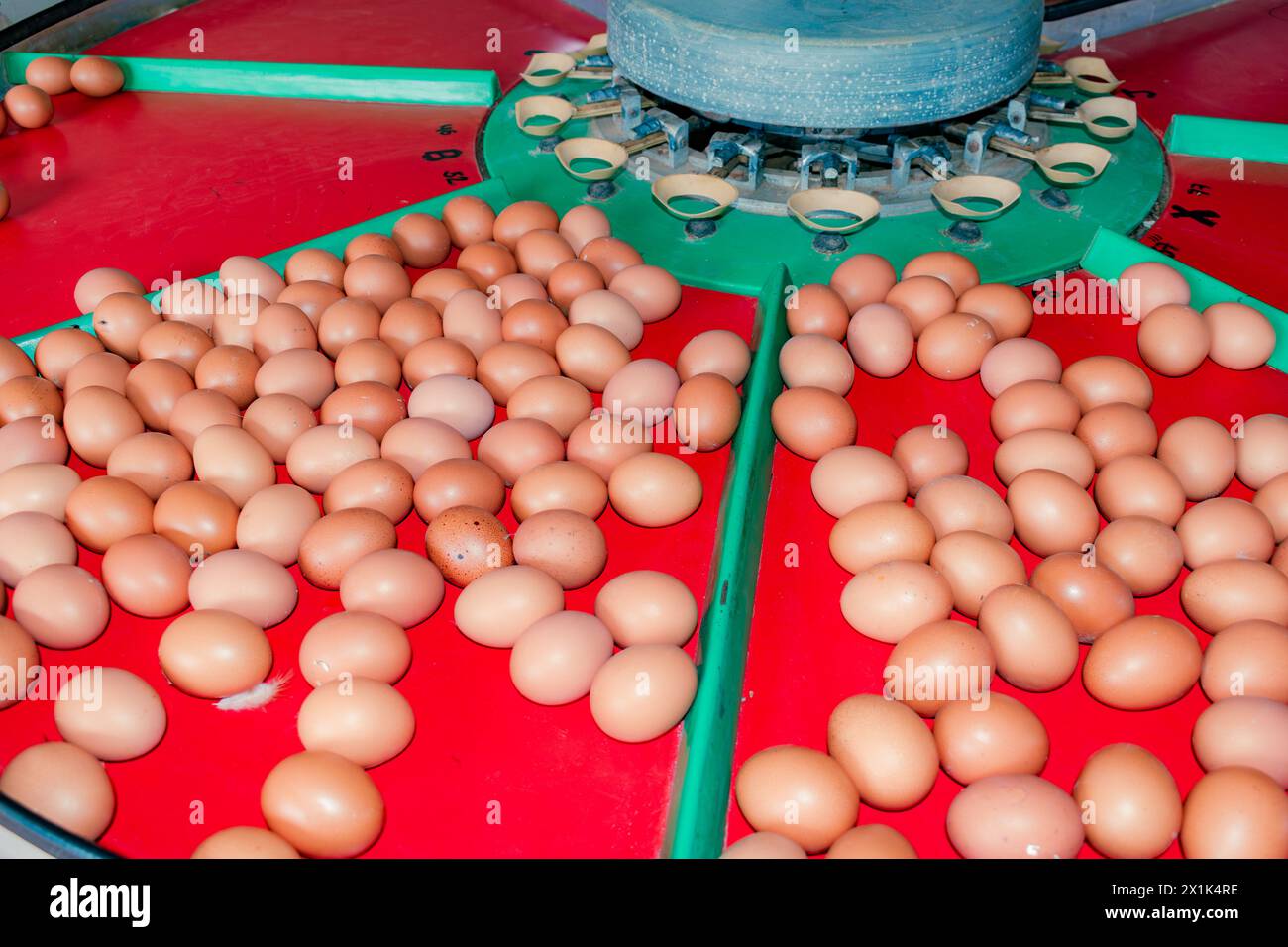 PROCESSO DI SEPARAZIONE DELLE UOVA IN UNA MACCHINA DI SEPARAZIONE AUTOMATICA IN UN'AZIENDA AGRICOLA Foto Stock