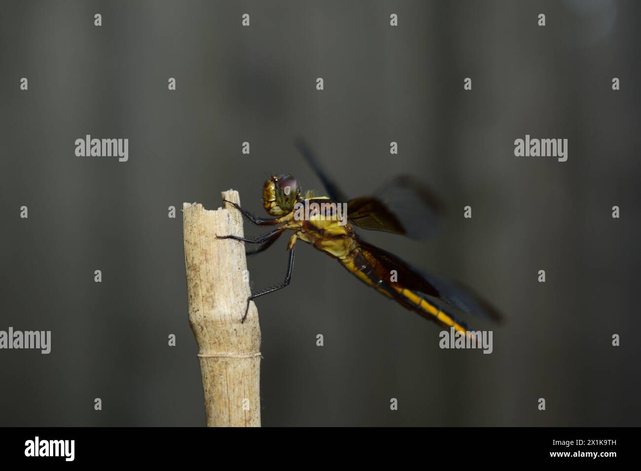Dragonfly seduto su un palo di bambù Foto Stock