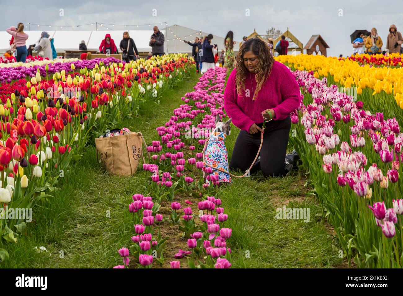 Donna inginocchiata tra i tulipani nel campo di tulipani tenendo il cane al comando, Tulleys Tulip Fest presso Tulleys Farm, Turners Hill, Crawley, West Sussex UK ad aprile Foto Stock