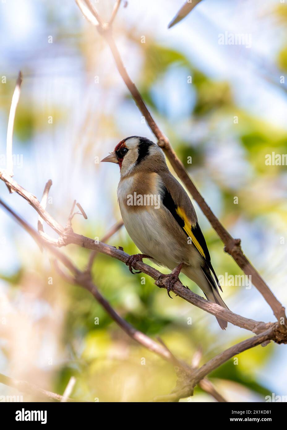 Vivace dorfinch con ali nere e maschera rossa, arroccato su un fiore ai Giardini Botanici di Dublino. Foto Stock