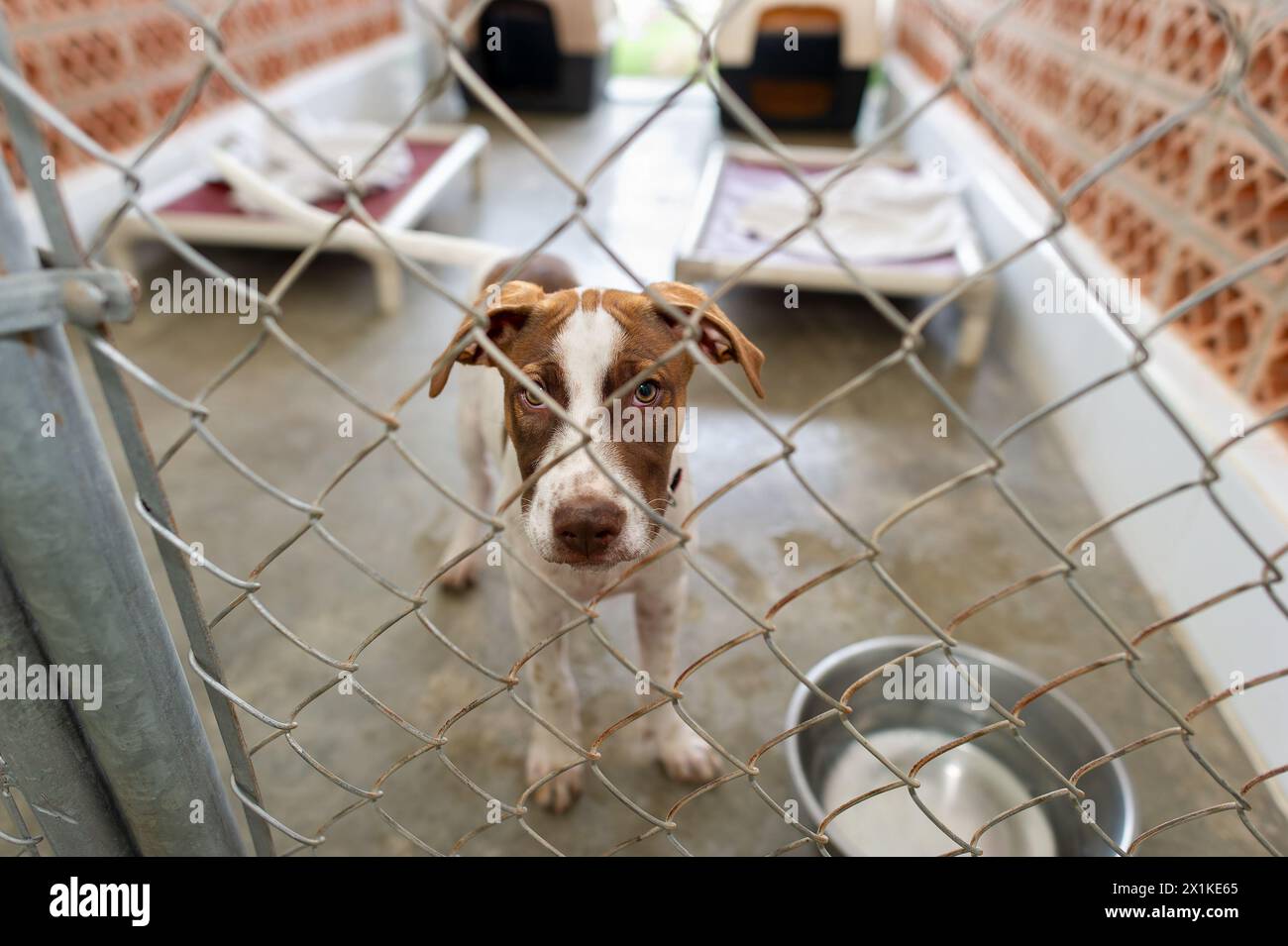 Un cane animale di salvataggio sta guardando attraverso Un recinto Foto Stock