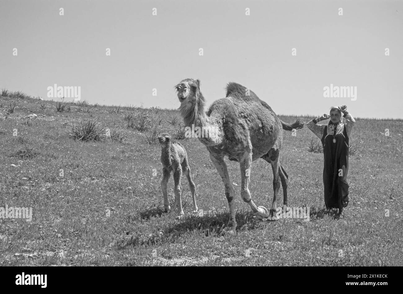La beduina cammina con una femmina di cammello e il suo bambino nel deserto Foto Stock