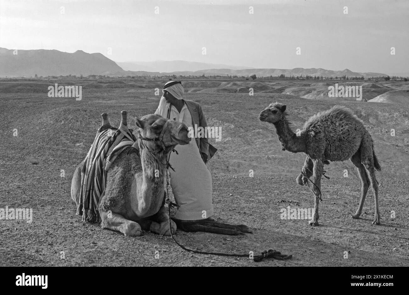 Beduino con un cammello carico vicino a Gerico in Palestina Foto Stock