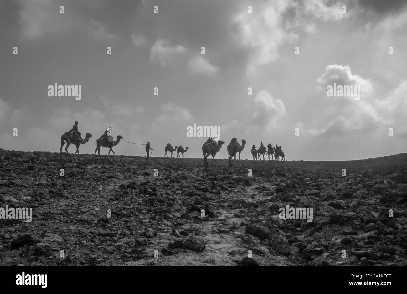 Una carovana di cammelli che cammina nel deserto Foto Stock