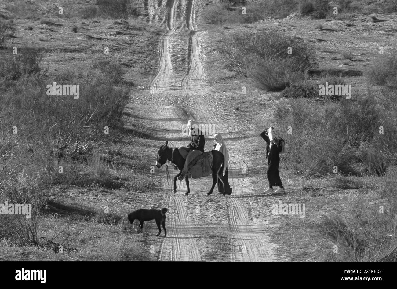 Beduini a cavallo di un asino nel deserto Foto Stock